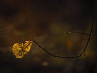Golden autumn leaf