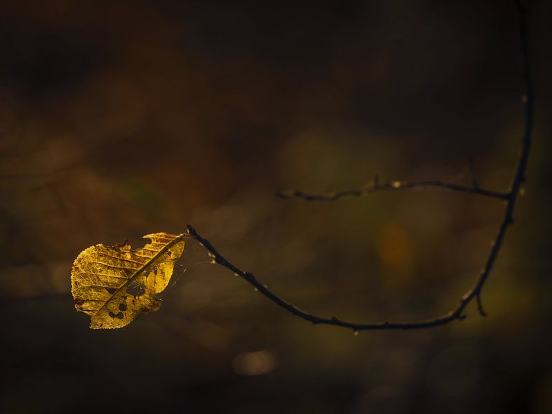 Golden autumn leaf by Gerlanda