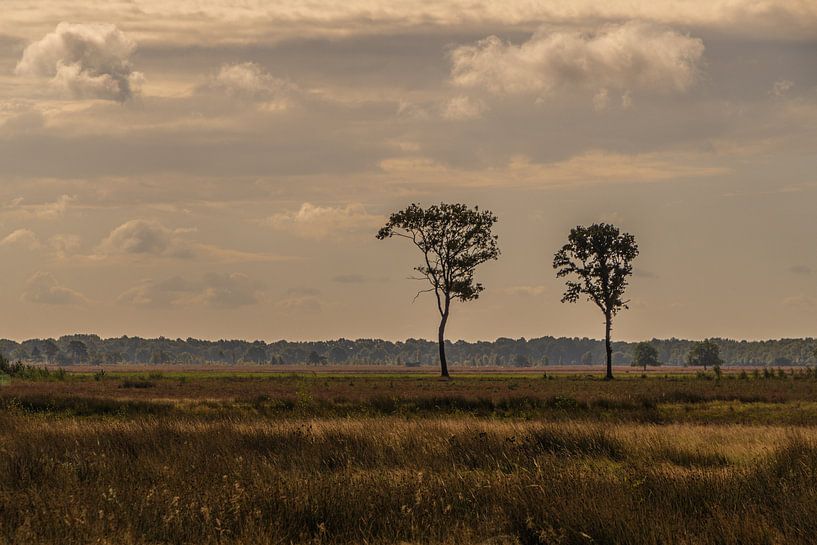 Dwingelderveld National Park by Ingrid Aanen
