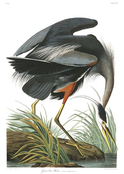 Great Blue Heron by Birds of America
