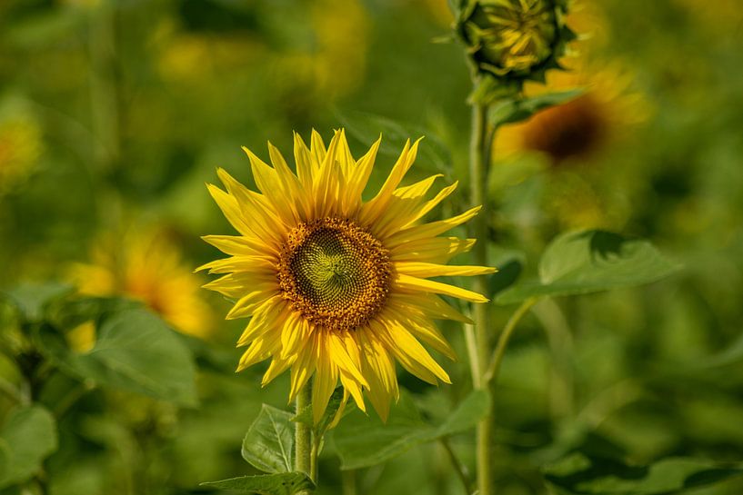Tournesols dans le champ par Photoart-Naegele