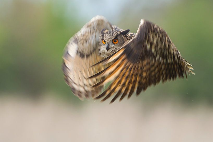 Hibou grand-duc en vol par Jeroen Stel
