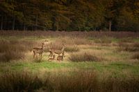 Familie reeën in het bos