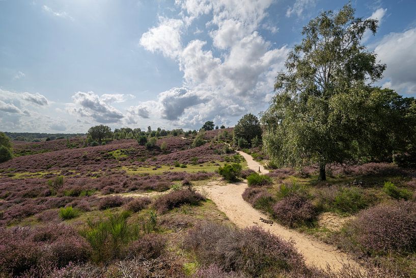 Blühendes Heidekraut Posbank von Peter Bartelings