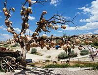 Wensboom in Cappadocië