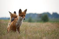 A young curious and watchful pair of fox brothers