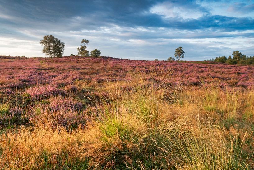 Blooming Heather plants in Heathland landscape during sunrise in by Sjoerd van der Wal Photography