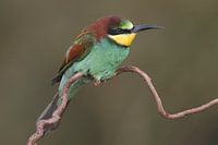 Europese Bijeneter (Merops apiaster)