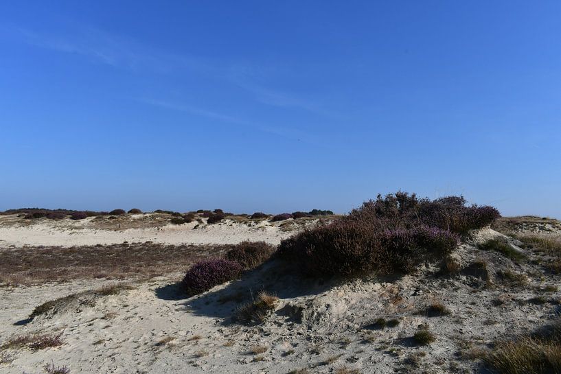 Balloerveld in the morning. by Bernard van Zwol