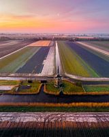 Mühlen und Tulpen 2