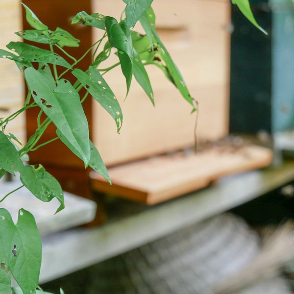 Utrecht - Beehive Background by Wout van den Berg