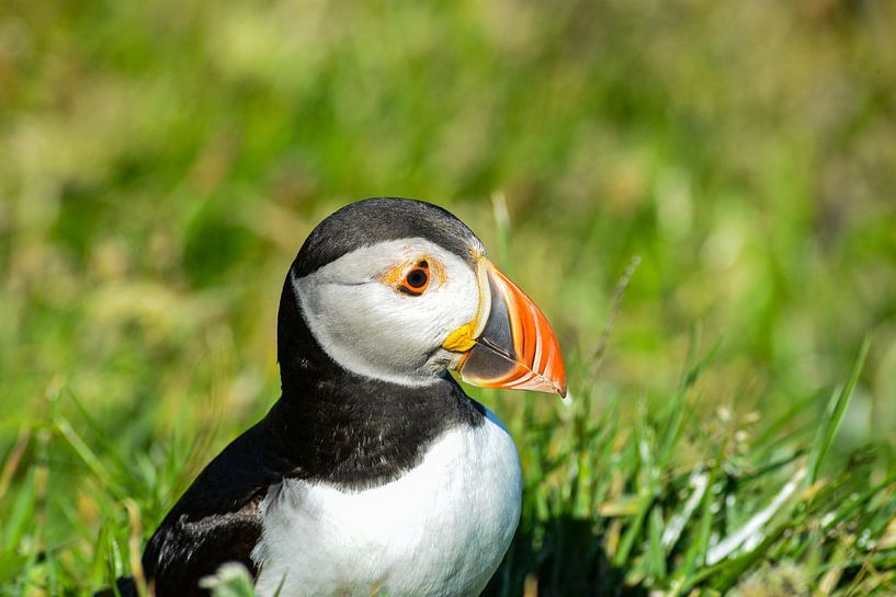 Papageientaucher Schottland von Kees Ham