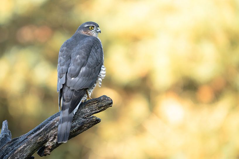 Sperber auf dem Uitkijk: Natur im Fokus von Ruben Van Dijk
