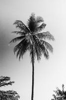 Coconut Tree