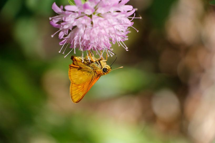 Schmetterling von Christel Smits