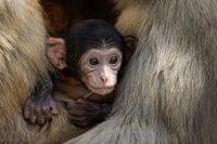 Bébé macaque de Barbarie