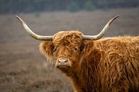 Ein schottischer Highlander auf der Bussemer Heide