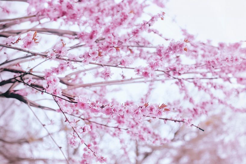 Photographie enchanteresse de fleurs de cerisier roses - Décoration murale romantique pour une atmosphère sereine par Elianne van Turennout