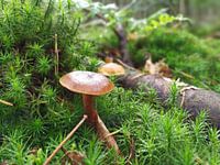 Reichtum aus dem Wald