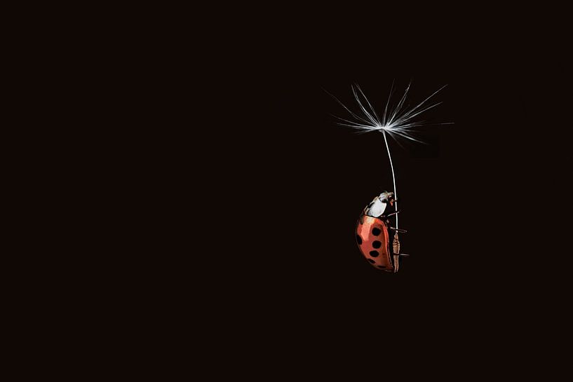Marienkäfer auf Löwenzahnsamen vor schwarzem Hintergrund - Herbst Kunstwerk voller Schönheit von Elianne van Turennout