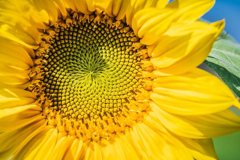 Sonnenblume von John Goossens Photography