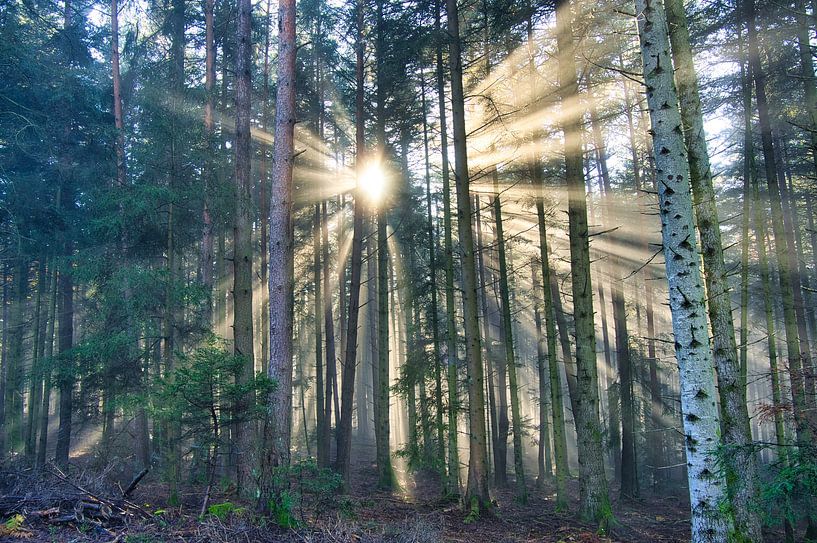 Licht im Wald von Tanja Voigt