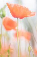Coquelicots - 1
