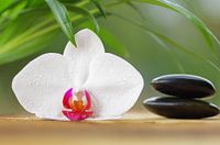 Wellness Orchids 