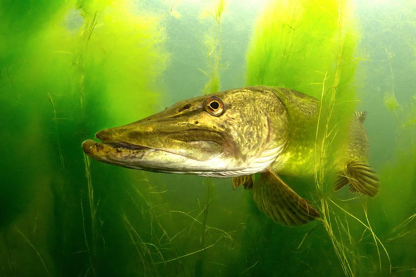 Hiding pike by Filip Staes