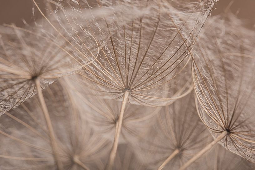 Wood colored fluff of a morning star by Marjolijn van den Berg