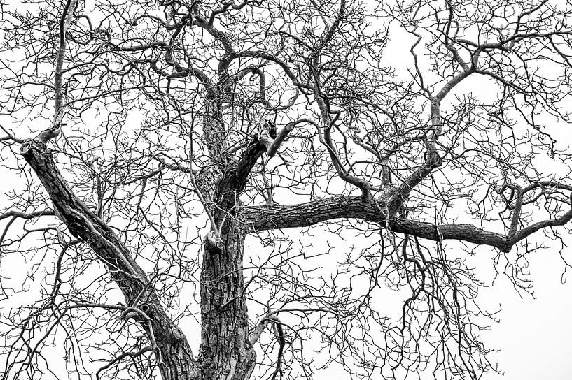 pêle-mêle par Corine Harkes