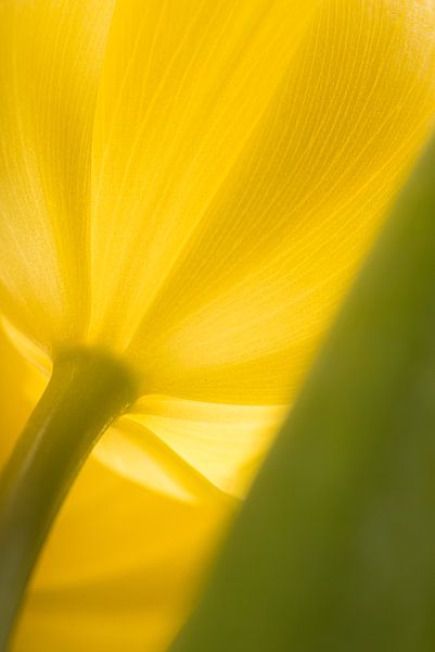 Die gelbe Tulpe von Marjolijn van den Berg