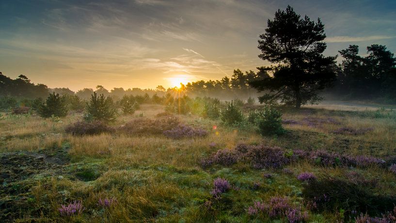 Paarse zonsopkomst op de heide bij Kootwijk by Sean Vos