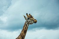 Abgeschrägte Seite der Giraffe in den Beekse Bergen