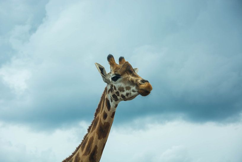 Abgeschrägte Seite der Giraffe in den Beekse Bergen von Lisanne Wouters