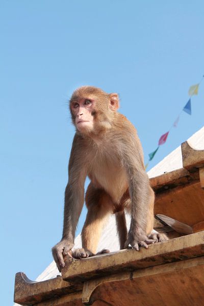 Monkey by Erika van Elst