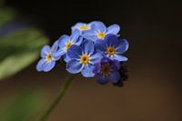 Forget-me-not