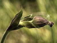 The birth of a cuckoo flower