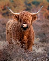 Schottischer Highlander auf der Heide