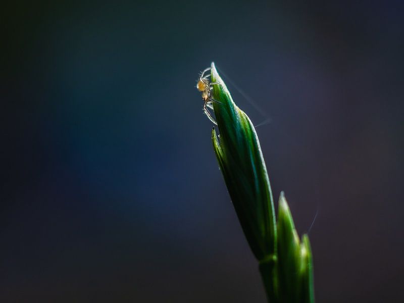 A Spider On The Lookout by Mr White Takes Pictures