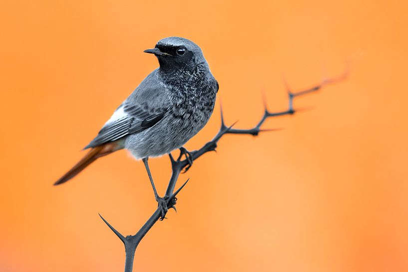 Black Redstart (Phoenicurus ochruros gibraltariensis) by AGAMI Photo Agency