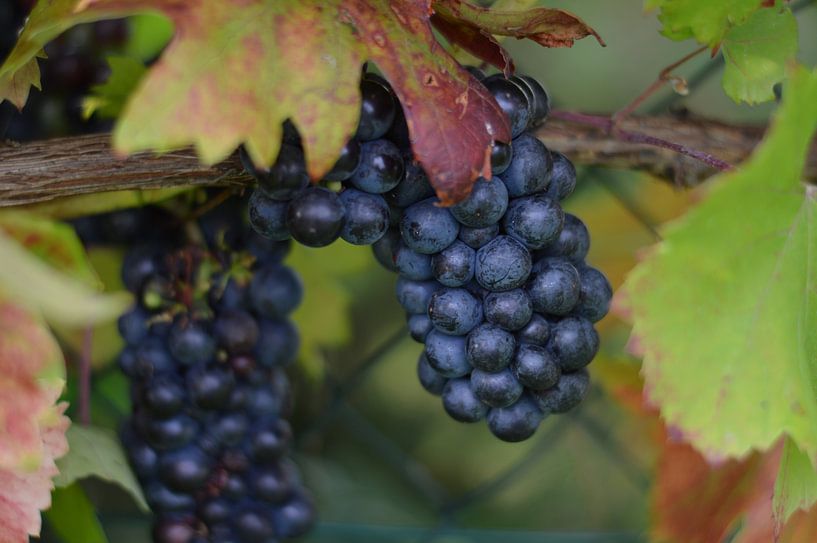 Dunkle Weintrauben von Moh-Art