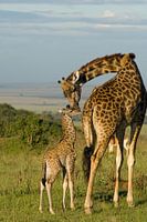 Motherly love, a Giraffe with her calf at the Masai Mara in Kenya.