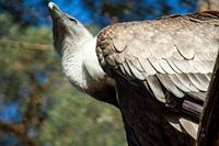 Geier von unten fotografiert