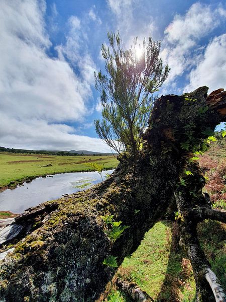Madeira #6 von zam art