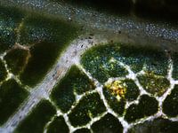 Détail d'une feuille d'arbre