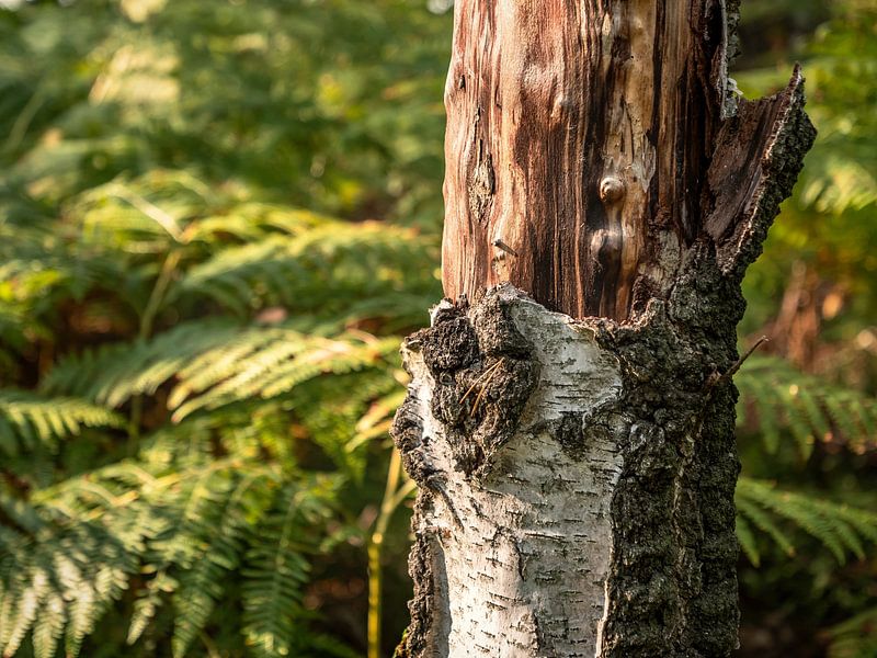 Lampertstein, Saxon Switzerland - Birch forest on the ridge by Pixelwerk