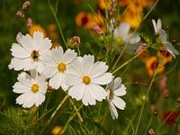 Biene auf einer weißen Blume (Cosmea) in einem bunten Feld