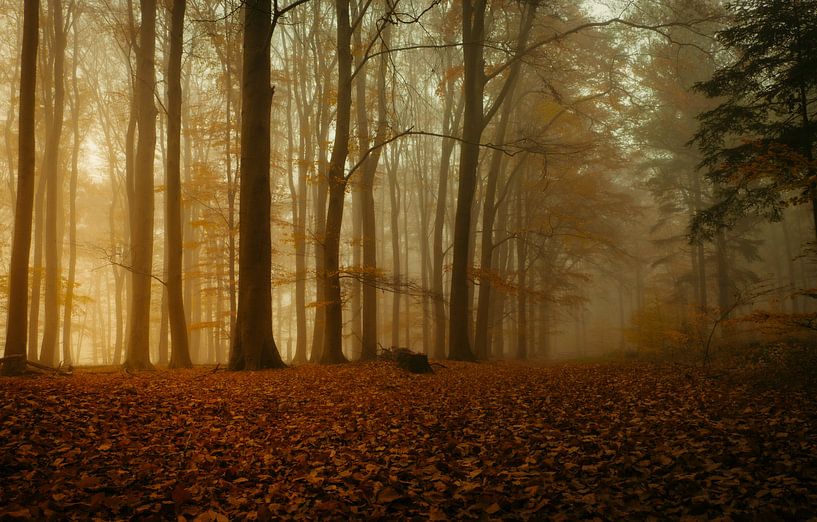 Brouillard dans la forêt par Jeroen te Lindert