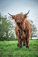 Hochlandrind